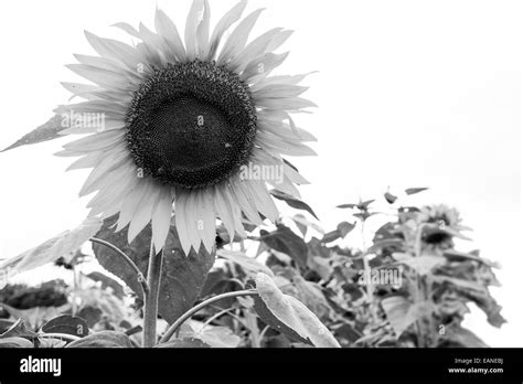 Sunflower Botanical Flower Hi Res Stock Photography And Images Alamy
