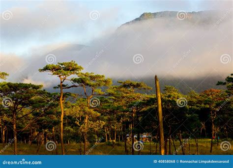 Misty Mountain Forest Stock Photo Image Of Evergreen 40858068