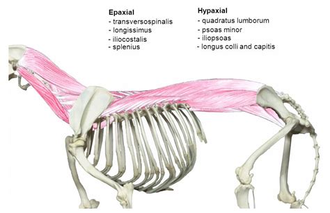 Dog Spinal Cord Anatomy