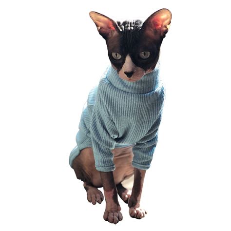 Cute Hairless Cat In Sweater