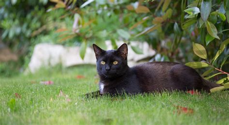 Black Cat Lying On The Grass