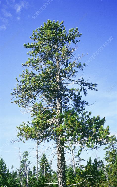 Jack Pine Pinus Banksiana Stock Image B5000511 Science Photo