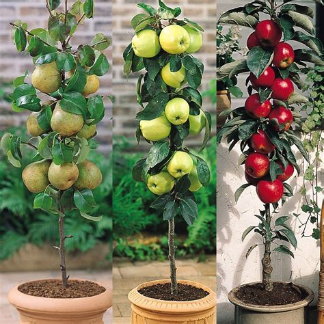 ¿cómo Cultivar Árboles Frutales En Maceta Para Tener Una Buena Cosecha