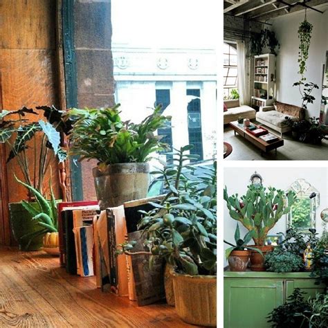 Usually the spark is not in what you use to make your décor stand out but the way you use. Decorating dilemma: house plants - Decorator's Notebook