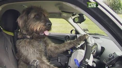 Dogs Learn To Drive A Car In New Zealand Youtube