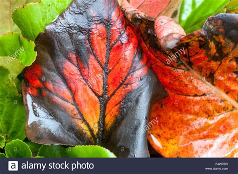 Leaves Leaf Plant Hi Res Stock Photography And Images Alamy