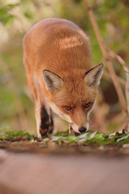 Red Fox By Simon Tamasa National Geographic Your Shot