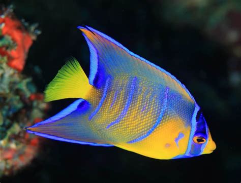Queen Angelfish Holacanthus Ciliaris Ultimate Care Guide Fish