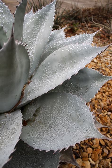 So if you have a dry, low humidity home and plenty of sun exposure, bunny ears cactus might be the perfect plant for you. Rock-Oak-Deer: Frosty Morning
