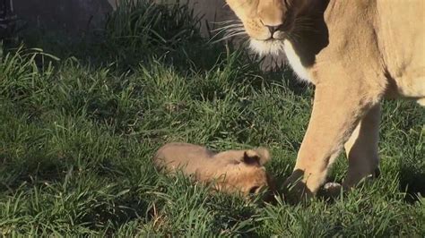 Lion Cubs Outside Youtube