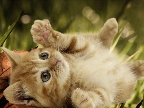 25 عکس گربه خوشگل و نازمجموعه عکس های پیشی ملوس