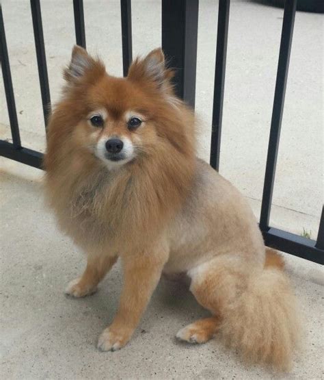 Sportin The Lion Cut For The Summer Pomeranian Lion Cut Lion Cut