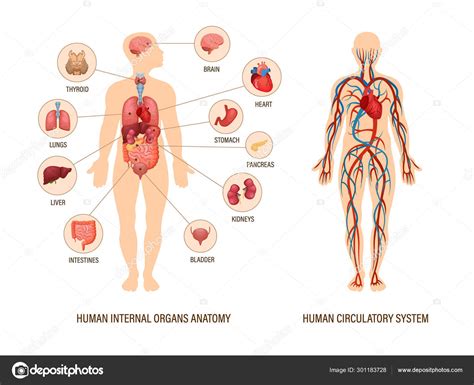 Anatomía Del Cuerpo Humano Infografía De La Estructura De Los órganos
