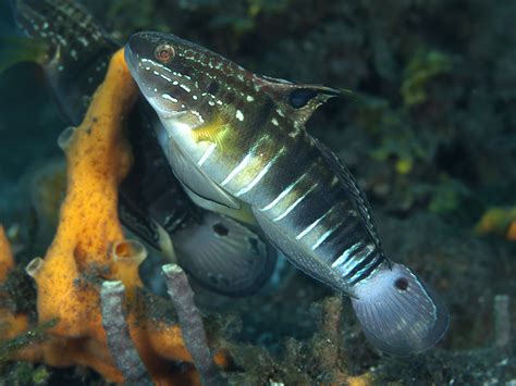 Gobies are relatively small fish, usually reaching three inches in captivity. Goby : Dragon Sleeper Goby