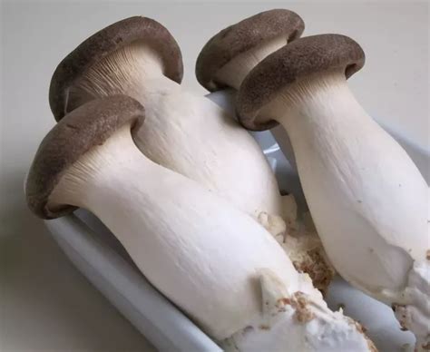 Discover the flavor profiles and characteristics of different mushroom varieties. What are the different types of edible mushrooms? - Quora