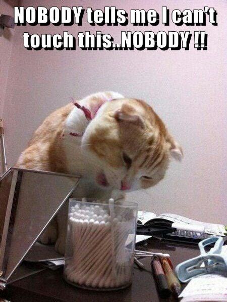 Nobody Tells Me I Cant Touch Thisnobody Lolcats Lol Cat