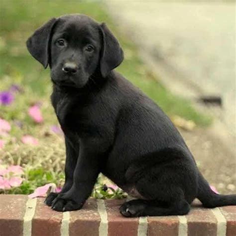 Little Black Labrador More Dogsandpuppiesbreeds Black Labrador Puppy