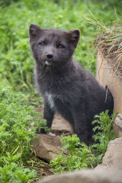 Arctic Fox Cub Cute Pinterest