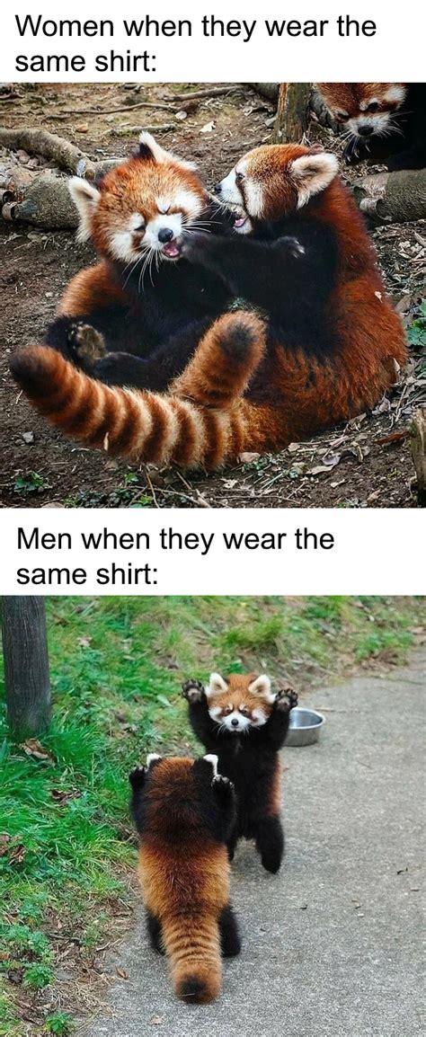 red pandas don t care though in 2020 really funny memes crazy funny memes funny relatable memes