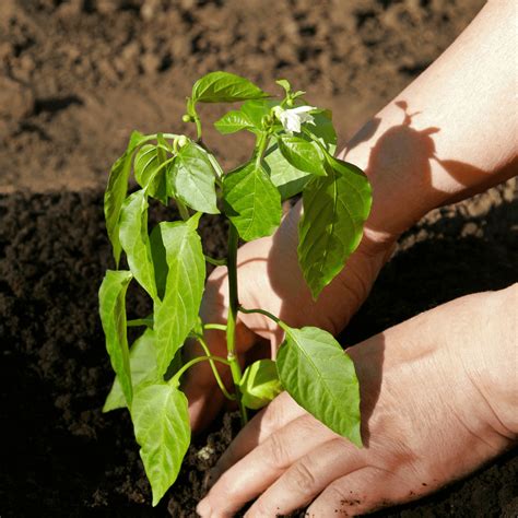 21 Fertilizing Pepper Plants Alisaalaycia