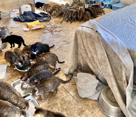 150 Cats Found In Horrific Hoarding House In Yorktown Heights Yonkers
