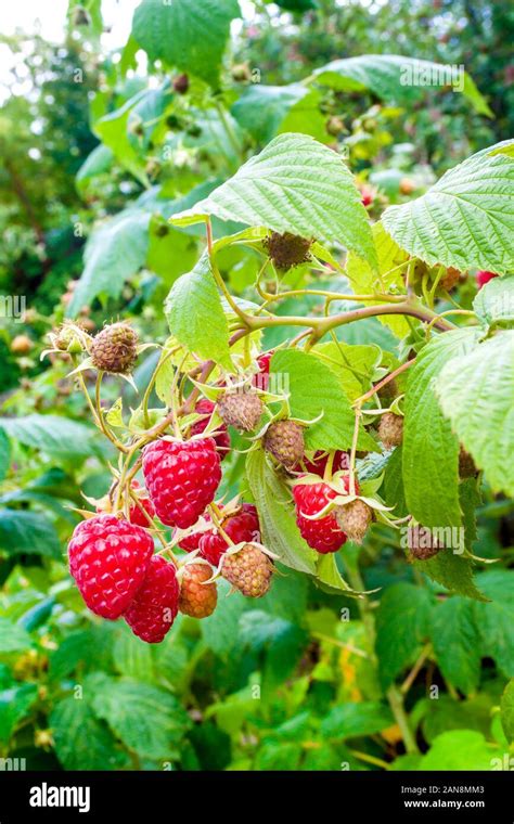 Red Raspberries Growing On A Branch Stock Photo Alamy