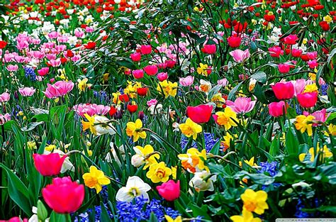 Choose from a curated selection of flower wallpapers for your mobile and desktop screens. 49+ Full Screen Spring Wallpaper on WallpaperSafari