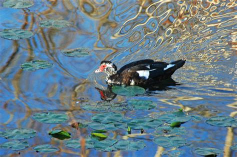 Ugly Duckling Photograph By Robert Anschutz Fine Art America