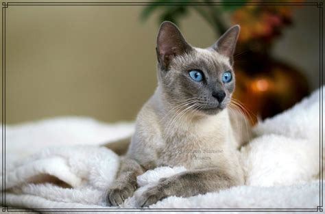Find siamese blue point siamese in canada | visit kijiji classifieds to buy, sell, or trade almost anything! Siamese Cats For Sale | Nashville, TN #210785 | Petzlover