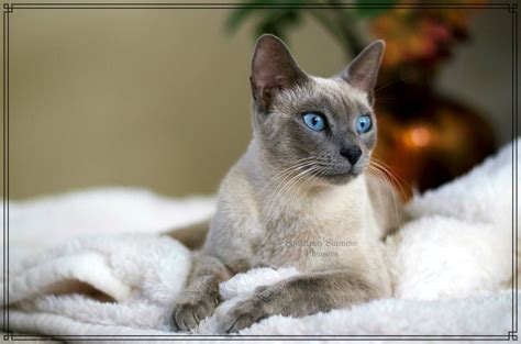Our cats are registered with cfa and cff and come with a health guarantee. Siamese Cats For Sale | Nashville, TN #210785 | Petzlover