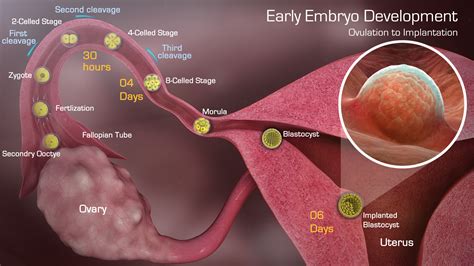 Medical Animation Explaining Stages Of Pregnancy