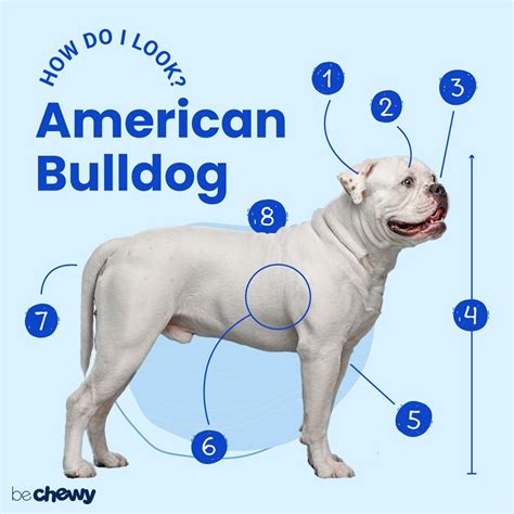 American Bulldog Breed Characteristics Care And Photos Bechewy