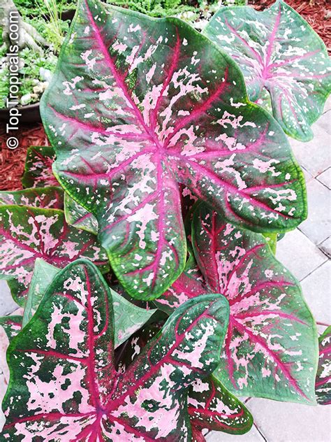 While some plants are renowned for their brilliant blooms, others are celebrated for their fantastic foliage, including caladiums with their spectacularly vibrant leaves. Caladium bicolor, Caladium, Fancy Leaved Caladium ...