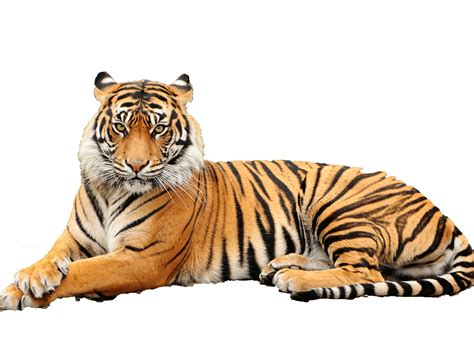 Tiger 3d Png