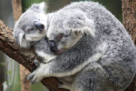 Super Cute Koala Cuddles Animals Koalas Спящие животные Сонные