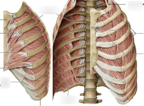 Thoracic Wall Layers Diagram Quizlet