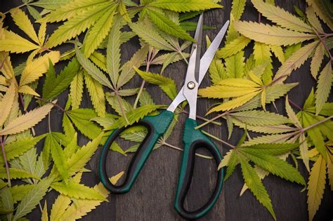 Pruning Cannabis When And How To Do It Cannacurious Grow