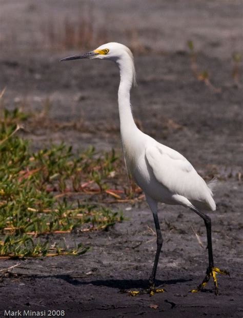 With a relatively long bill, long legs and gray body, a willet is fairly easy to pick out, especially when mingling with sanderlings and dowitchers. Florida Waterbirds | Florida water, Florida, Birds