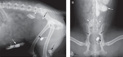 Figure 3 From Radiographic Lymphangiography In The Dog Using Iodized