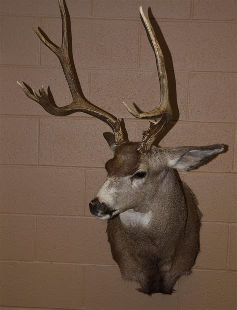Mule deer european mounts are a great rustic home decor item, especially for a cabin, lodge or ranch. Mule Deer Mount