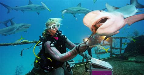 The Best Shark Dive In The Bahamas Scuba Diving