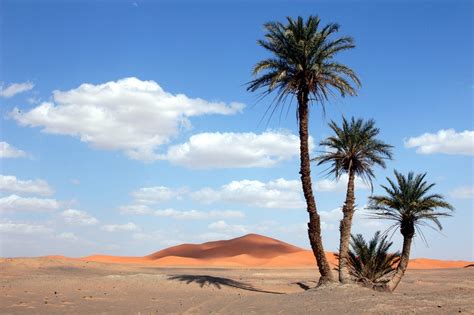 Palm Trees In The Sahara Desert Palm Trees In The Sahara D Flickr