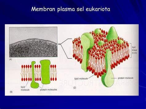 Gambar Sel Tumbuhan Lengkap Membran Plasma Pada Sel Tumbuhan