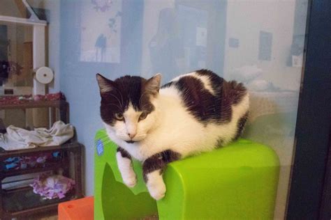 13 Cats Found Their Purr-fect Match - Pasadena Humane