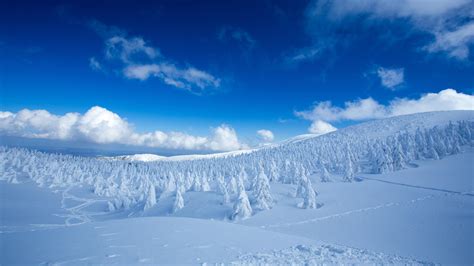 Landscape Of Snow Covered Pine Trees In Snow Field Forest Under Blue