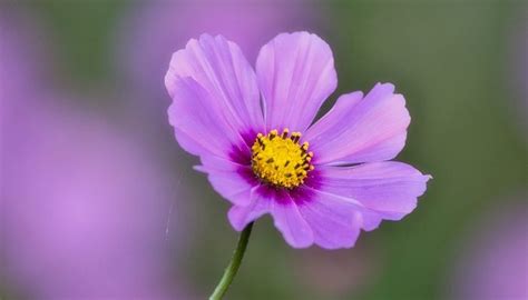 They are common choices for wedding flowers all over the world. Cosmos Flower - Meaning and Symbolism