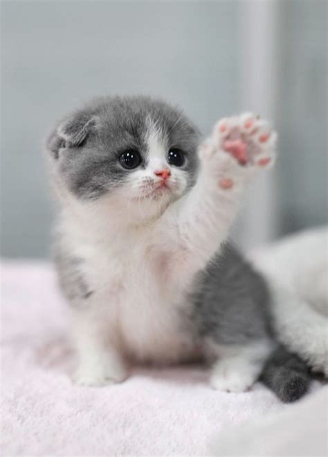 14 Erstaunlich Schöne Katzenrassen Der Welt Baby Katzen Süße Katzen