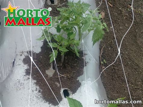Increasing Production By Using Tomato Support Hortomallas