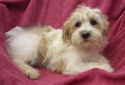 Yorkie Chon Puppies For Sale Washington Dc Windsor Oak Farm