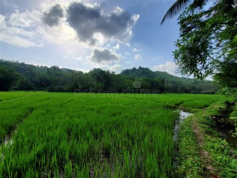 Paddy Cultivation Field In Srilanka Stock Photo Image Of Field Rice